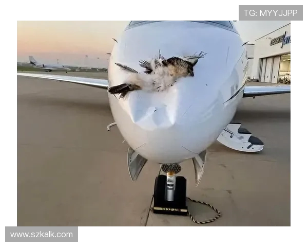 飞机机身结构的抗鸟击评估